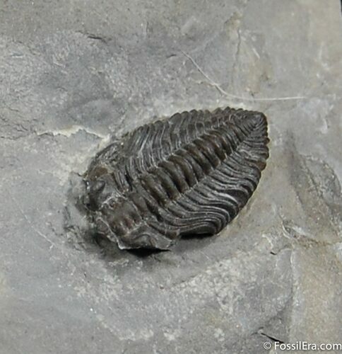 Ordovician Pseudocybele lemurei Molt #434